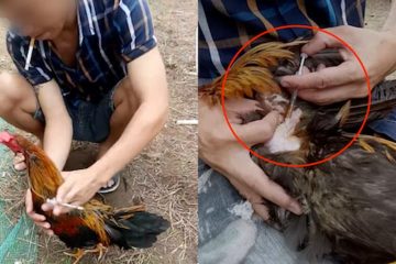 Sử dụng kim tiêm để gây ảnh hưởng đến gà đá